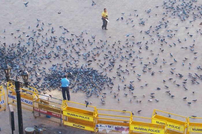 And then the pigeons arrived.